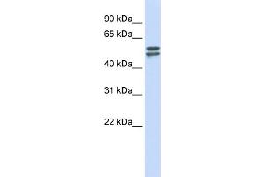 WB Suggested Anti-G6PD Antibody Titration: 0. (Glucose-6-Phosphate Dehydrogenase antibody  (Middle Region))