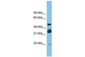 Image no. 1 for anti-G protein beta subunit-like (GBL) (C-Term) antibody (ABIN6745186) (GBL antibody  (C-Term))