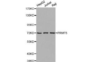 Western blot analysis of extracts of various cell lines, using PRMT5 antibody. (PRMT5 antibody  (C-Term))