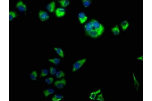 Calsyntenin 3 antibody  (AA 197-408)