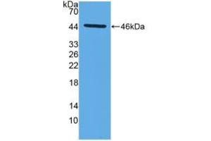 Western blot analysis of recombinant Mouse MMP14. (MMP14 antibody  (AA 121-487))