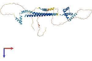 PBX2 Protein (AA 1-430) (His tag)