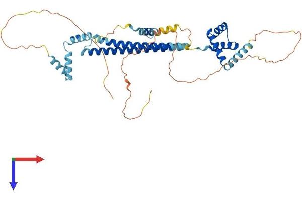 PBX2 Protein (AA 1-430) (His tag)