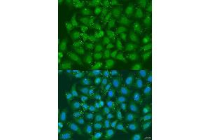 Immunofluorescence analysis of U2OS cells using XBP1 antibody. (XBP1 antibody  (AA 1-261))
