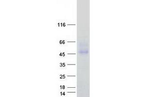 Validation with Western Blot (FCAR Protein (Transcript Variant 1) (Myc-DYKDDDDK Tag))