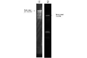 Lane1:Recombinant GST-TLS/FUS methylated using PRMT1 in the presence of SAM (20 M) in vitro. (TLS/FUS (2meArg216 (asymetric)), (2meArg218 (asymetric)) antibody)