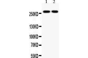 Western Blotting (WB) image for anti-E1A Binding Protein P300 (EP300) (AA 2065-2414) antibody (ABIN3042372)