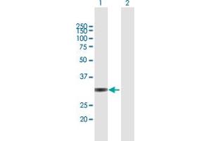 Western Blot analysis of UNKL expression in transfected 293T cell line by UNKL MaxPab polyclonal antibody. (UNKL antibody  (AA 1-277))