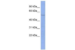 WB Suggested Anti-PTBP2 Antibody Titration:  0. (PTBP2 antibody  (N-Term))