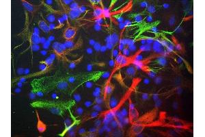 Mixed cultures of neonatal rat neurons and glia stained with ABIN1580439 (red), chicken antibody to vimentin CPCA-Vim (green) and DNA (DAPI stain, blue). (Nestin antibody)