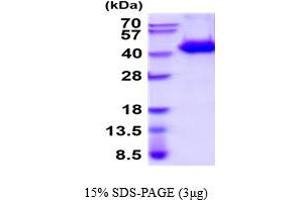 WIF1 Protein (AA 29-379) (His tag)