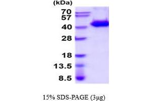 SDS-PAGE (SDS) image for WNT Inhibitory Factor 1 (WIF1) (AA 29-379) protein (His tag) (ABIN666765) (WIF1 Protein (AA 29-379) (His tag))