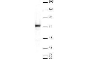 Western blot of PRMT5 antibody. (PRMT5 antibody  (N-Term))