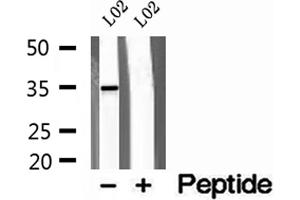 Western blot analysis of extracts of L02 cells, using Syntaxin 11 antibody. (Syntaxin 11 antibody  (Internal Region))