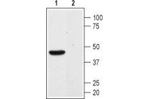 Western blot analysis of mouse kidney membranes:1. (Angiotensin (1-7) Mas Receptor Peptide)