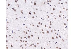 Immunohistochemistry analysis of paraffin-embedded mouse brain using c-Fos Monoclonal Antibody at dilution of 1:1000. (c-FOS antibody)