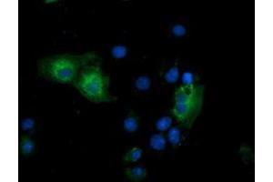 Anti-GSPT2 mouse monoclonal antibody (ABIN2454693) immunofluorescent staining of COS7 cells transiently transfected by pCMV6-ENTRY GSPT2 (RC206259). (GSPT2 antibody)