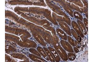 IHC-P Image RPS3 antibody detects RPS3 protein at cytoplasm in mouse intestine by immunohistochemical analysis. (RPS3 antibody)