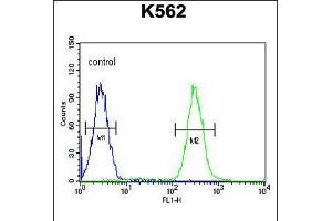 Flow cytometric analysis of K562 cells (right histogram) compared to a negative control cell (left histogram). (TNFAIP8 antibody  (N-Term))