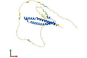 AlphaFold protein structure predicition of Human Recombinant OCEL1 Protein, UniprotID Q9H607