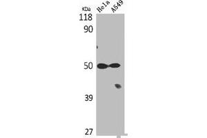 Western Blot analysis of Hela A549 cells using Tubulin α Polyclonal Antibody (TUBA1B antibody  (C-Term))