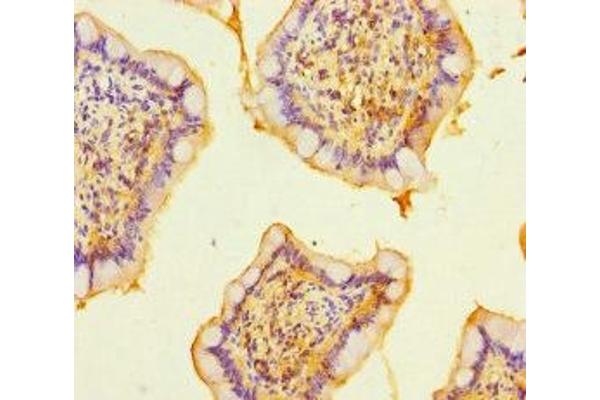 RASGEF1B antibody  (AA 1-300)