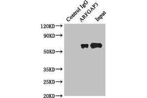 Immunoprecipitating ARFGAP3 in HepG2 whole cell lysate Lane 1: Rabbit control IgG instead of (1 μg) instead of ABIN7143462 in HepG2 whole cell lysate. (ARFGAP3 antibody  (AA 217-516))