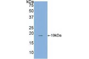 Western blot analysis of recombinant Human ANXA4. (Annexin IV antibody  (AA 11-164))