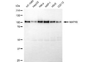anti-Mitogen-Activated Protein Kinase 6 (MAPK6) antibody
