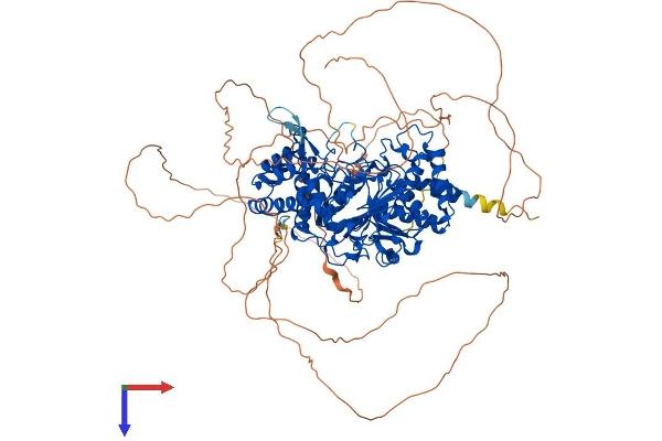 PARG Protein (PARG) (AA 1-976) (His tag)