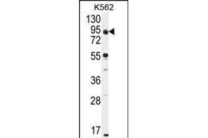 KLRAQ1 Antibody (Center) (ABIN655120 and ABIN2844751) western blot analysis in K562 cell line lysates (35 μg/lane). (KLRAQ1 antibody  (AA 207-236))