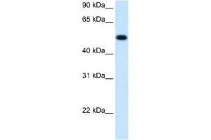 WB Suggested Anti-BHMT Antibody  Titration: 1. (BHMT antibody  (C-Term))