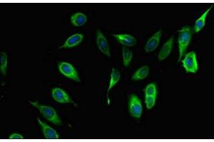 Immunofluorescent analysis of Hela cells using ABIN7148277 at dilution of 1:100 and Alexa Fluor 488-congugated AffiniPure Goat Anti-Rabbit IgG(H+L) (COL4A3BP antibody  (AA 201-500))