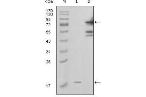 Western Blot showing PBEF1 antibody used against truncated PBEF1-His recombinant protein (1) and full-length GFP-PBEF1 (aa1-491) transfected COS7 cell lysate (2). (NAMPT antibody  (AA 338-479))