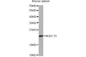 Western blot analysis of extracts of mouse spleen, using NUDT15 antibody. (NUDT15 antibody)