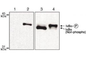 IκBα phospho Ser32,36 mAb tested by Western blot.