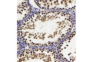 Immunohistochemistry of paraffin embedded rat testis using Hes2 (ABIN7074158) at dilution of 1:200 (300x lens) (HES2 antibody)