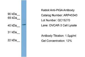 WB Suggested Anti-PIGA  Antibody Titration: 0. (PIGA antibody  (Middle Region))