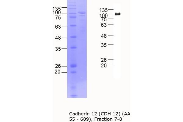 Cadherin 12 Protein (AA 55-609) (MBP tag)