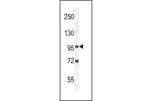 GPLD2- (ABIN389063 and ABIN2839268) western blot analysis in K562 cell line lysates (35 μg/lane). (GPLD1 antibody  (C-Term))