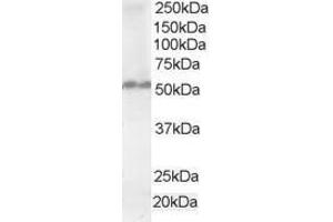 Image no. 1 for anti-Fas Associated Factor Family Member 2 (FAF2) (AA 433-445) antibody (ABIN292043) (FAF2 antibody  (AA 433-445))