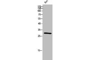 Western Blot analysis of rat cells using PHAPI2 Polyclonal Antibody (ANP32B antibody  (N-Term))