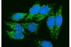 IF analysis of PMPCA/INPP5 using anti-PMPCA/INPP5 antibody (ABIN7602722). (PMPCA antibody  (AA 99-525))