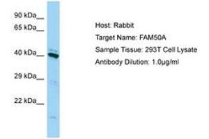 Image no. 1 for anti-Family with Sequence Similarity 50, Member A (FAM50A) (C-Term) antibody (ABIN6750182) (FAM50A antibody  (C-Term))
