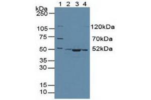 Western blot analysis of (1) Human 293T Cells, (2) Human HeLa cells, (3) Mouse Skeletal Muscle Tissue and (4) Human HepG2 Cells.