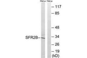 Western blot analysis of extracts from HeLa cells, using SFRS2B Antibody.