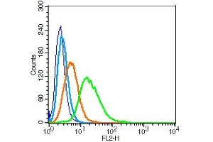 RSC96 cells probed with Aromatase Polyclonal Antibody, Unconjugated  at 1:20 for 30 minutes followed by incubation with a conjugated secondary (PE Conjugated) (green) for 30 minutes compared to control cells (blue), secondary only (light blue) and isotype control (orange). (Aromatase antibody  (AA 41-140))