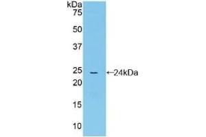 Detection of Recombinant CYPD, Mouse using Polyclonal Antibody to Cyclophilin 40 (CYP-40) (PPID antibody  (AA 9-189))