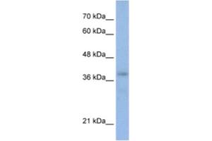 Western Blotting (WB) image for anti-POU Domain, Class 4, Transcription Factor 2 (POU4F2) antibody (ABIN2461728) (POU4F2 antibody)