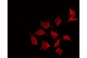 ABIN6274117 staining RAW264. (PFDN1 antibody  (Internal Region))